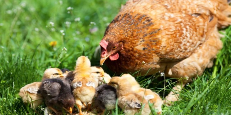 Gà con số mấy nếu mơ thấy gà đang đi kiếm ăn